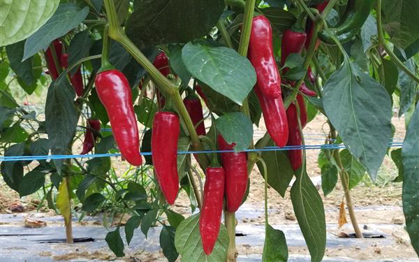 20220901_100219 - 2024@Kultur Piments